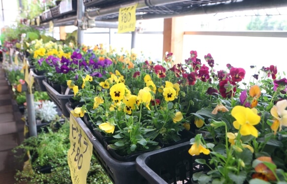 農畜産物直売所かのな 花苗