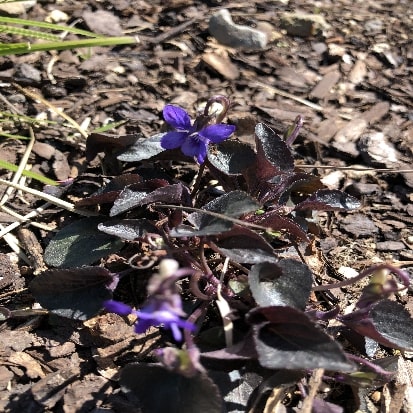 黒葉スミレ