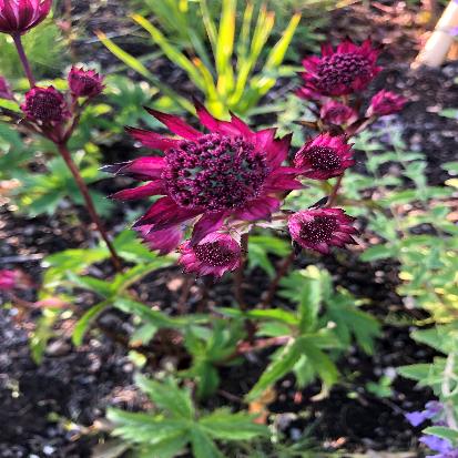 アストランティア・マヨル‘バーガンディーマナー’