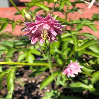 セイヨウオダマキ