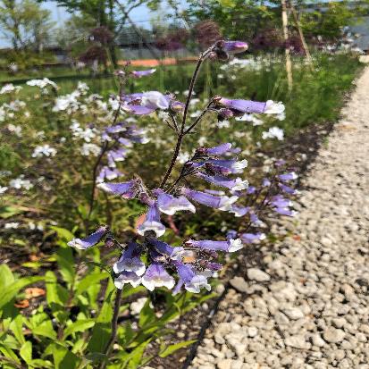 ペンステモン・ヒルスツス