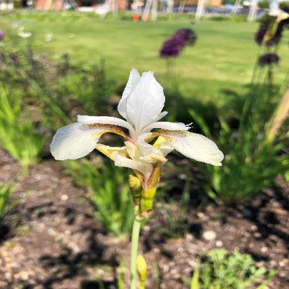 シベリアアヤメ