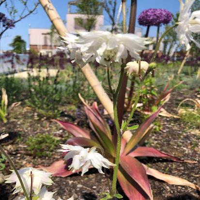 セイヨウオダマキ