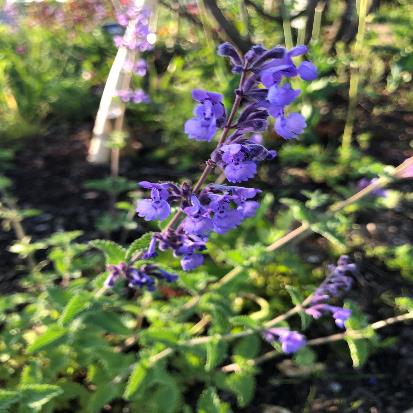 キャットミント