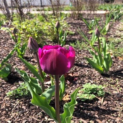 チューリップ