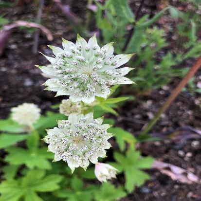 アストランティア・マヨル‘スノースター’