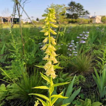 キバナジギタリス