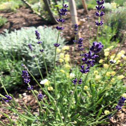 イングリッシュラベンダー