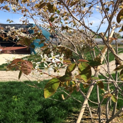 樹木：ジューンベリー