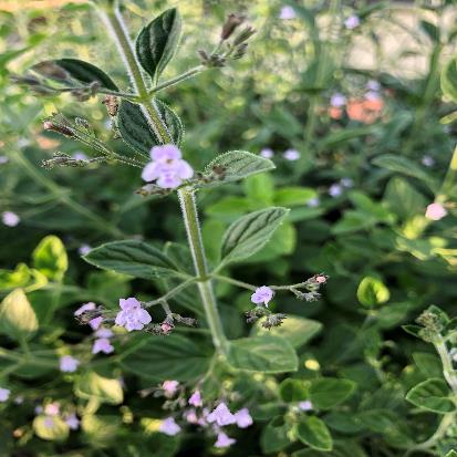 カラミンサ・ネペタ‘ブルークラウド’