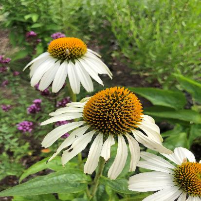 ムラサキバレンギク