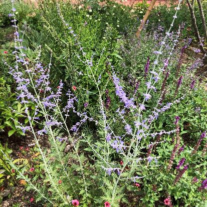 ロシアンセージ