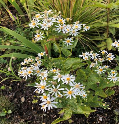 アステル・デバリカタス