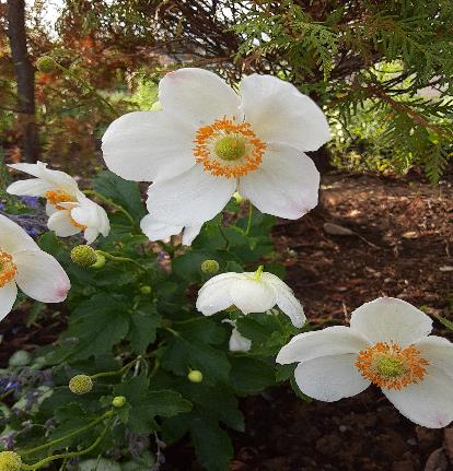 シュウメイギク