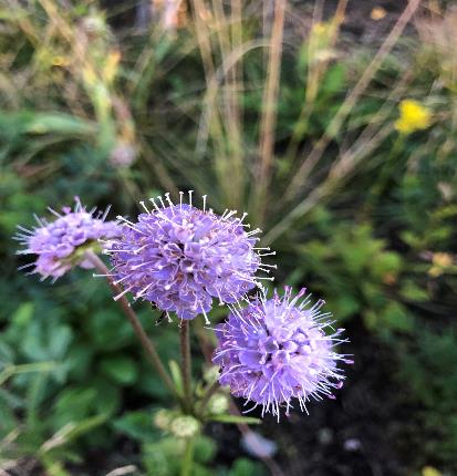 マツムシソウモドキ