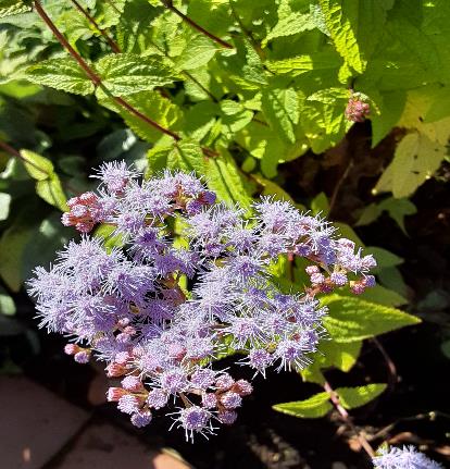 アオバナフジバカマ