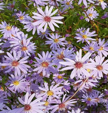 ブルーウッドアスター