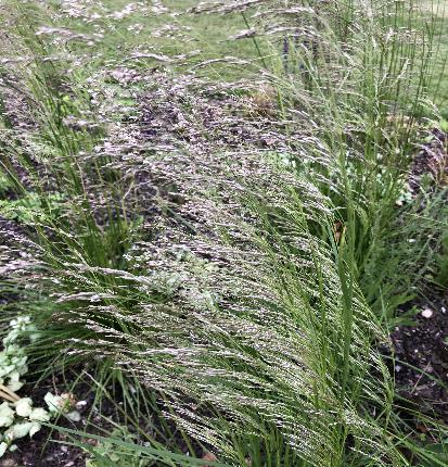 ヒロハノコメススキ