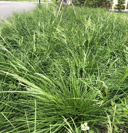 ヒロハノコメススキ