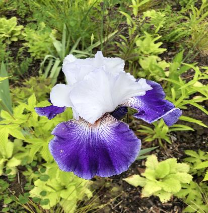 ジャーマン・アイリス