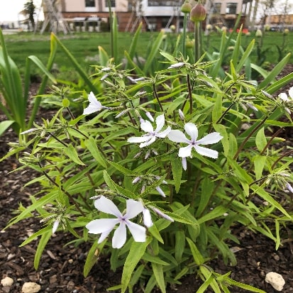 ハルザキフロックス