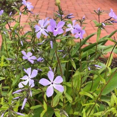 ハルザキフロックス