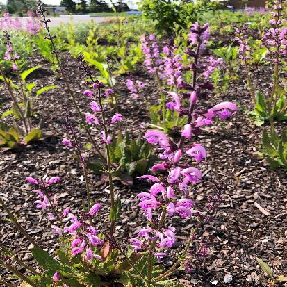 ﻿メドーセージ