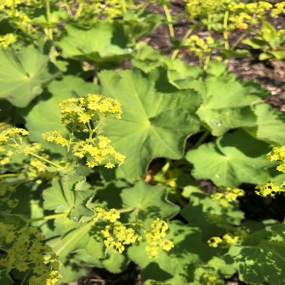 セイヨウハゴロモグサ