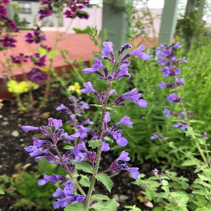 ブルーキャットミント