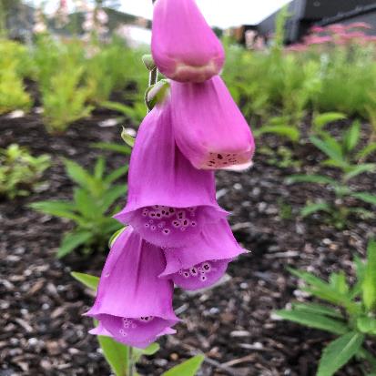 キツネノテブクロ