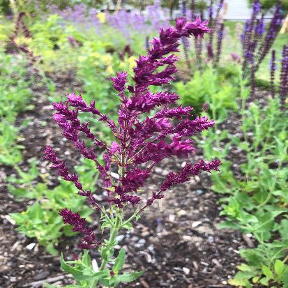 ウッドランドセージ