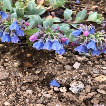 オイスターリーフ