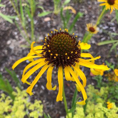 黄色エキナセア