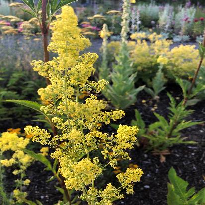 ガリウム・ウェルム‘レディースベッドストロー’