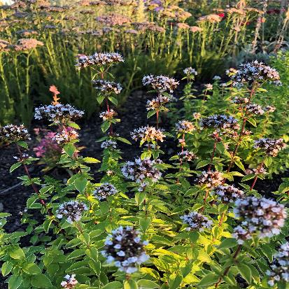 ワイルドマジョラム