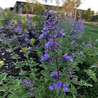 キャットミント