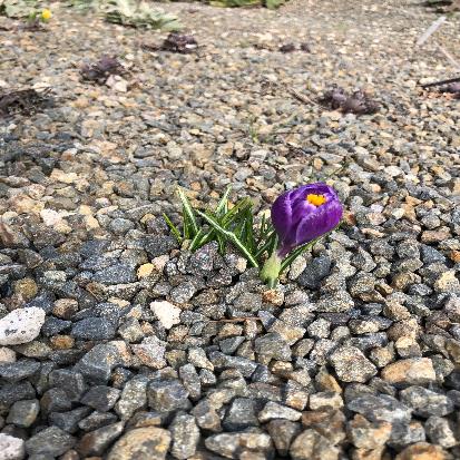 ﻿ハナサフラン