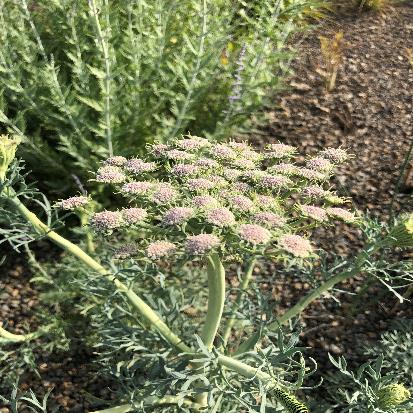 セセリ・グミフェラム