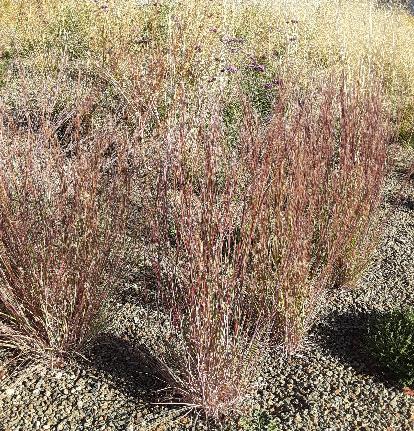 スキザキリウム・スコパリウス‘プレーリーブルース’（アンドロポゴン）