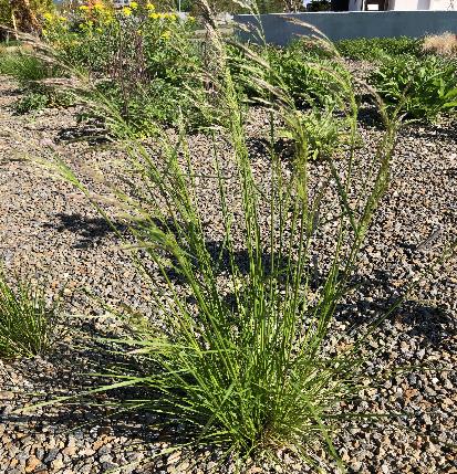 ヒロハノコメススキ