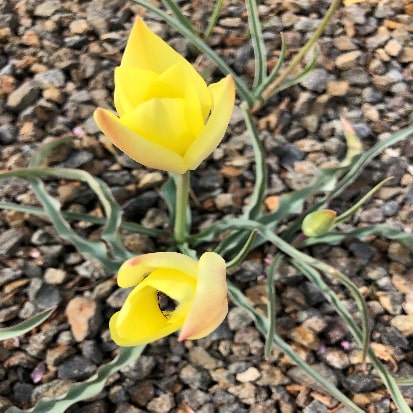 原種系チューリップ