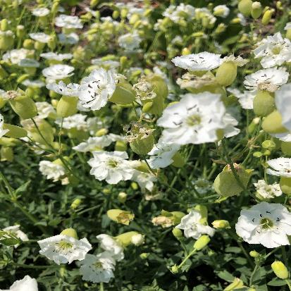 ホテイマンテマ