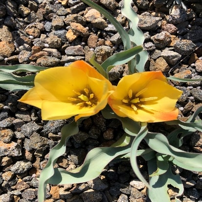 原種系チューリップ