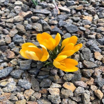 キバナサフラン