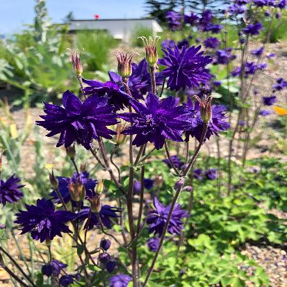 セイヨウオダマキ