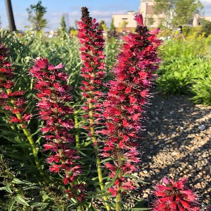 エキウム・ルシカム