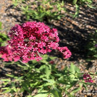 ベニカノコソウ