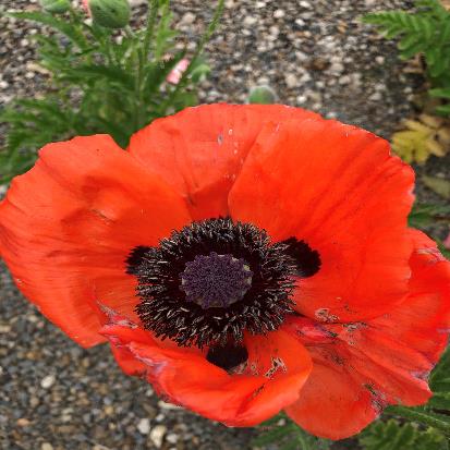 オリエンタルポピー