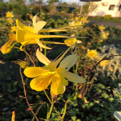 キバナオダマキ