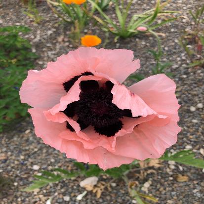 オリエンタルポピー